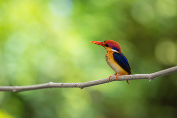 Beautiful bird Black backed Kingfisher or Oriental Dwarf Kingfisher( Ceyx erithacus) perched on the branch wait for hunting with the background blurred Make bird beautiful stand out.
