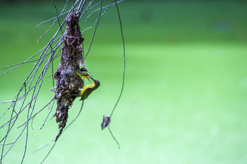 Olive backed sunbird(Yellow-bellied sunbird), Mother bird feeding baby in the nest.