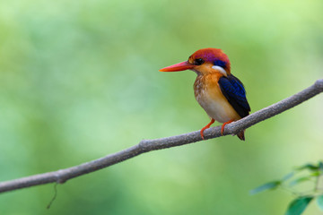 Beautiful bird Black backed Kingfisher or Oriental Dwarf Kingfisher( Ceyx erithacus) perched on the branch wait for hunting with the background blurred Make bird beautiful stand out.
