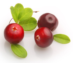 Fresh forest berry cranberry