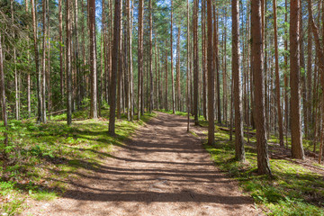 Walking path in forest at summer day