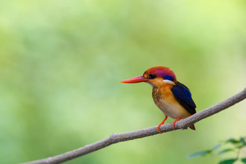 Beautiful bird Black backed Kingfisher or Oriental Dwarf Kingfisher( Ceyx erithacus) perched on the branch wait for hunting with the background blurred Make bird beautiful stand out.