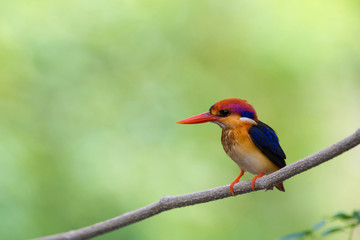 Beautiful bird Black backed Kingfisher or Oriental Dwarf Kingfisher( Ceyx erithacus) perched on the branch wait for hunting with the background blurred Make bird beautiful stand out.