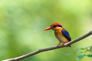 Beautiful bird Black backed Kingfisher or Oriental Dwarf Kingfisher( Ceyx erithacus) perched on the branch wait for hunting with the background blurred Make bird beautiful stand out.