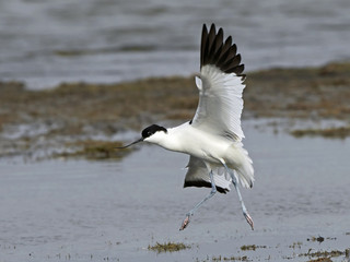 Pied avocet (Recurvirostra avosetta)