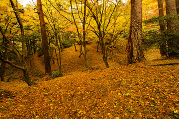 寺家公園の紅葉
