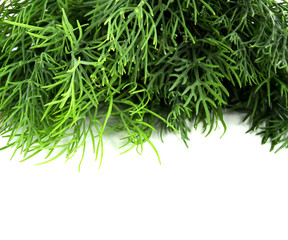 bunch fresh, green dill on a white background