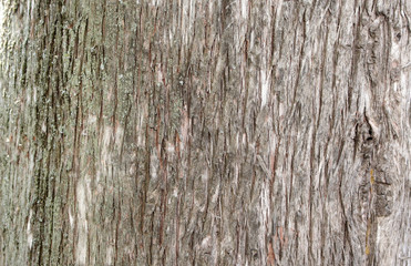 Obraz premium An old tree trunk as a natural background.