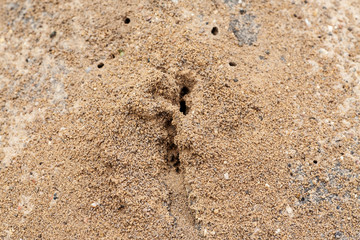 Ant hill in sand on the road with holes and ants