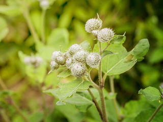 Burdock with thorns in a sunny day, closeup shot, selective focus