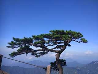 The  special pine tree of Mount Huangshan