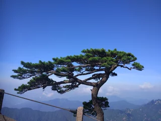 Crédence de cuisine en verre imprimé Monts Huang The  special pine tree of Mount Huangshan