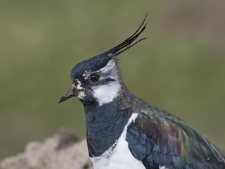 Northern lapwing (Vanellus vanellus)