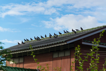 Many grey Pigeons Sitting on the Roof on a Sunny Day.