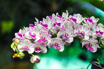 Beautiful Pink Rhynchostylis gigantea orchid Close up