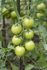 Tomato apple unripe green.