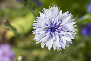 White flower of cornflowers.