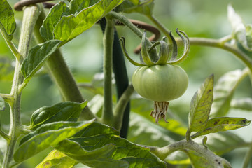 Tomato apple unripe green.