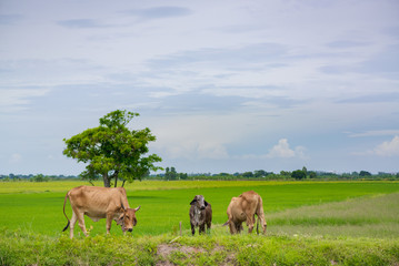 Fototapeta na wymiar Cow eating grass or rice straw in rice field with blue sky, rural background.