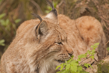 Obraz premium Eurasian lynx
