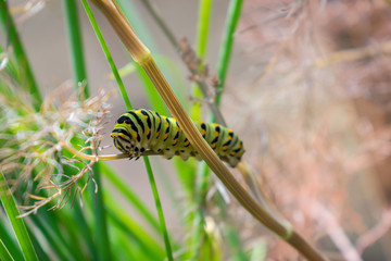 Beautiful colorful swallowtail caterpillar in an herb garden