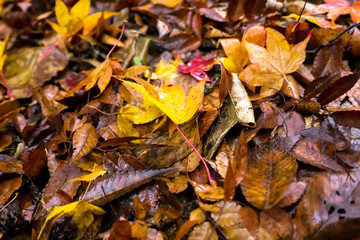 秋の紅葉