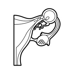 Female reproductive organ with Spermatozoa vector illustration design