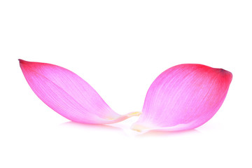 closeup of pink lotus petal isolated on white background