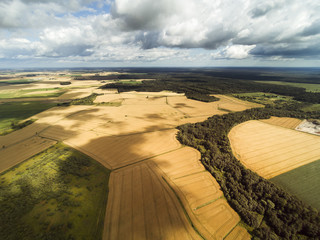 Ripe grain fields in latvian countryside, Semigallia region.