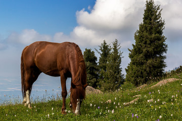 horse is grazing on a mountain pasture in the background of beautiful clouds
