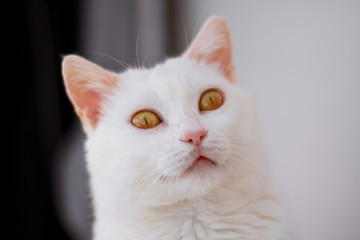 portrait of a white cat !