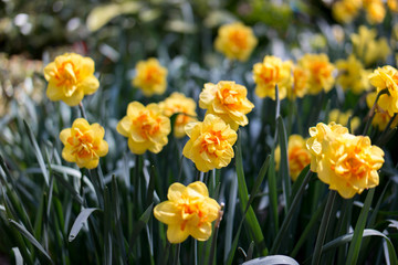 Fototapeta premium Flowers at Keukenhof