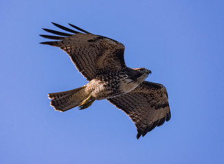 Red Tail Hawk Searching for Prey