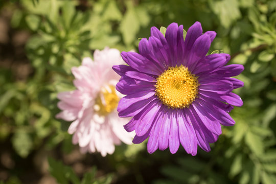 Sommerastern
