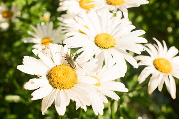 Beetle on daisies on a sunny day