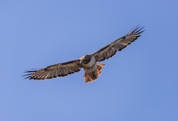 Hunting Red Tail