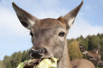 Rehe und Hirsche