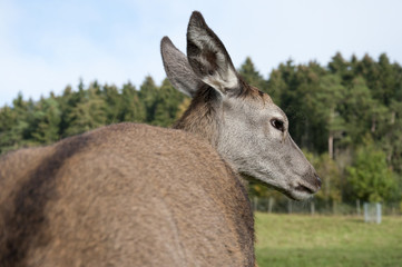Rehe und Hirsche