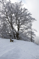 Winter auf der Schwäbischen Alb