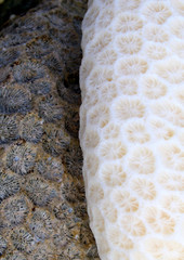 Coral dead and alive