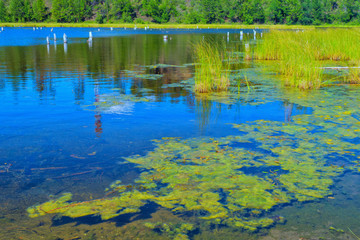 a view of the lake in the summer