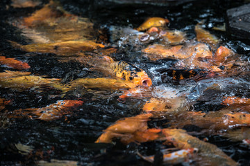 Obraz na płótnie Canvas fish breath