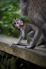 Monkey stare!