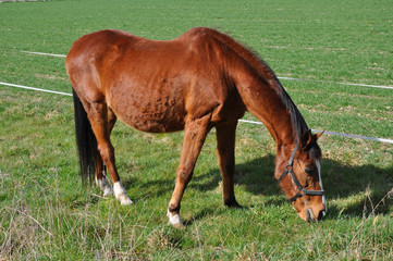 Tiere