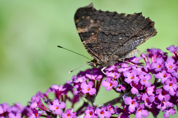 Fototapeta premium Schmetterlinge