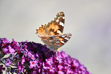 Schmetterlinge