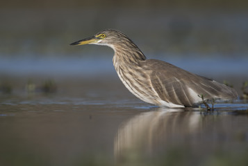 Indian pond heron