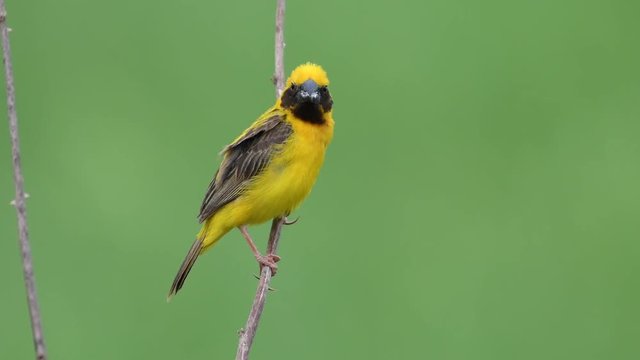 Asian Golden Weaver male bird in Thailand and Southeast Asia.