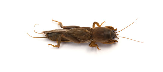 cricket on white background close up