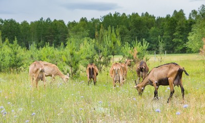 Obraz na płótnie Canvas Goats grazing on grass. Farm animals.